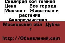 Скалярия коя темная › Цена ­ 50 - Все города, Москва г. Животные и растения » Аквариумистика   . Московская обл.,Дубна г.